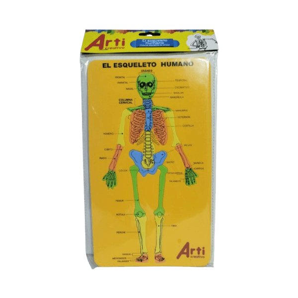 Material Educativo de Encaje El Esqueleto Humano Arti Creativo en Goma EVA