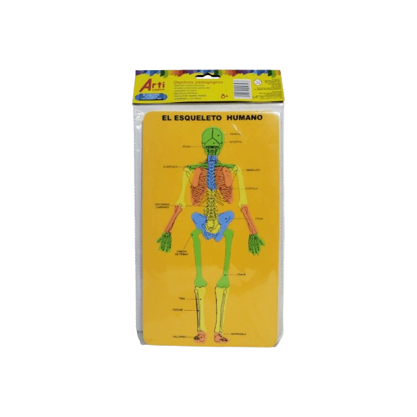 Material Educativo de Encaje El Esqueleto Humano Arti Creativo en Goma EVA